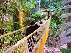 -正佳雨林生态植物园