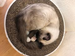 -喵喵咪呀布偶猫咖(春熙路店)