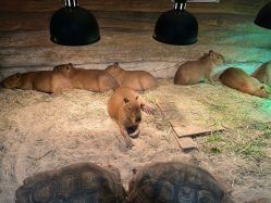 -Zoolung Zoolung动物主题公园(海信广场店)