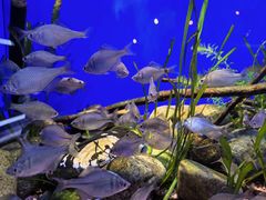 -上海海洋水族馆