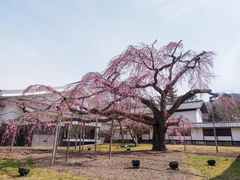 -醍醐寺
