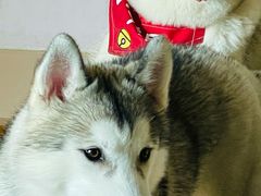 -Husky Go! 哈士奇体验馆·宠物咖啡厅狗咖