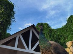 -J Create城市露营咖啡·简餐·宠物(上海动物园店)