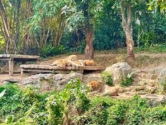 -广州长隆野生动物世界