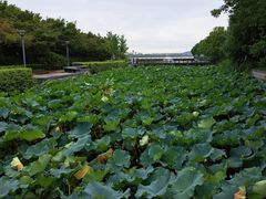 -蠡湖大桥公园