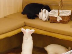 -猫猫幼稚园·撸猫·桌游·电玩