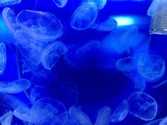 景点-左海海底世界