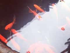 -金鸡山公园