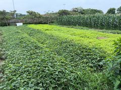 -苏州太湖西山岛开心农场