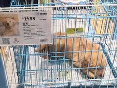 -龟与熊猫宠物公园(南坪店)