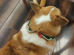 -豆柴町-柴犬主题狗咖(红鼎国际C座店)