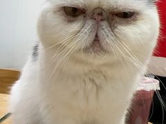 -藏猫猫咖啡主题馆(中央大道店)