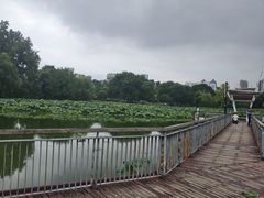 -月湖风景区
