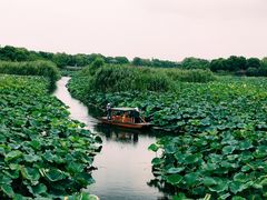 -荷塘月色湿地公园·向阳花洲