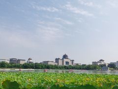-莲花池公园