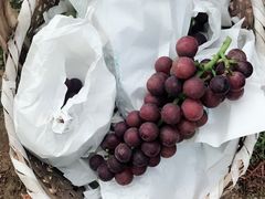 -马陆小张葡萄园农家乐