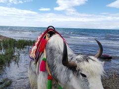 -青海湖国家重点风景名胜区