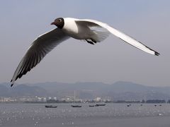 -海埂大坝