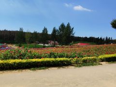 -北纬44度·金珠花海休闲农业旅游景区