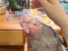 -吉丁鸟咖·异宠·寄养