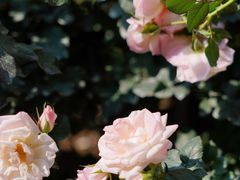 -人民公园(罗湖区)