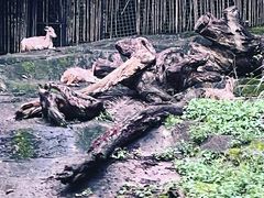 -夜间野生动物园