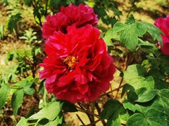 -北京西山国家森林公园