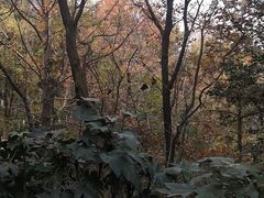 -杭州半山国家森林公园