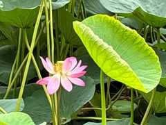 -莫子山公园