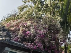 -深圳国际园林花卉博览园