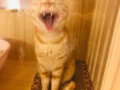 -关爱宠物医院·猫科中心·消化科(滨湖万达分院)