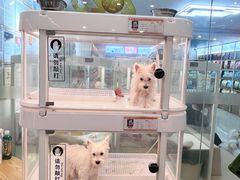 -翊宠yipet猫狗购宠庄园犬舍•猫舍