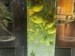 -广东中医药博物馆