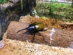-上海大自然野生昆虫馆(东方明珠·爬宠昆虫探索中心)