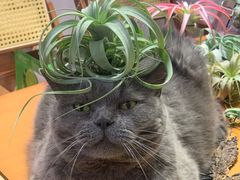 -Rabbit Cafe私房西餐甜点咖啡(栖霞路店)