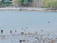 -南海子公园