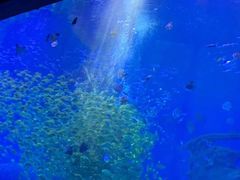 -哈尔滨波塞冬海底世界