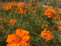 -北京东方普罗旺斯薰衣草庄园
