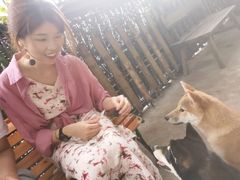-柴犬高等学院·狗咖·柴犬售卖·宠物训练