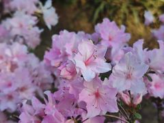 -瑶湖郊野森林公园