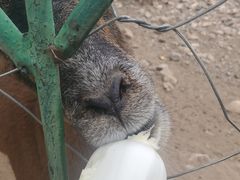 -大青山野生动物园