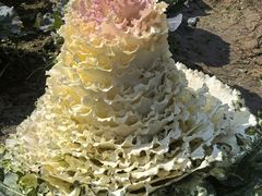 -中国天府农业博览园