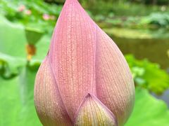 -陈家山荷花公园