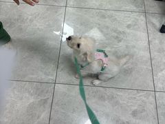 -瑞鹏瑞爱宠物医院·全科·猫科·血液透析中心(龙头寺店)