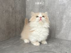 -小猫来了·猫舍(红山六九七九店)