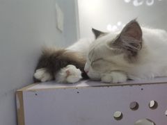 -喵的天空名猫咖啡馆·撸猫·猫舍·用品