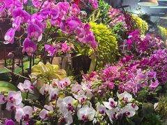 -花鸟鱼虫鲜花绿植市场(玉泉路店)