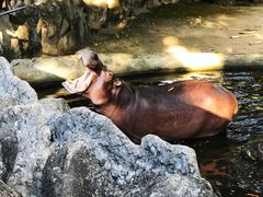 -清迈夜间动物园