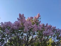-丁香湖公园