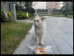 -东北烤肉(钟鼎名悦店)